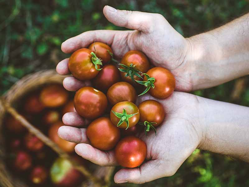 Il mondo in un piatto - I pomodori